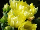 Żółty, Kwitnący, Kaktus