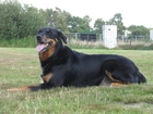 Beauceron