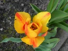 Żółto-pomarańczowy, Tulipan, Zielone, Liście