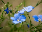 Polny, Niebieski, Kwiat