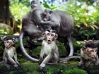 Małpki, Zdziwienie