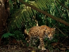Jaguar, Dżungla