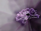 Fioletowy, Kwiat, Grafika