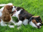 Dwa, Pieski, Toy Spaniel Angielski, Trawa