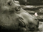 Hipopotam, Motyl