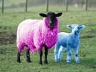 Kolorowe, Owce, Trawa