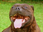 pysk, język, Staffordshire Bull Terrier