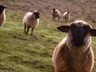 Pastwisko, Stadko, Owiec