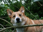 Welsh corgi pembroke, las