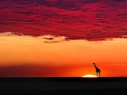Żyrafa, Zachód, Słońca