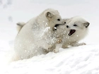 Lisy polarne, Śnieg, Zabawa