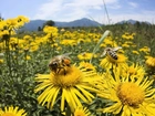 Pszczoły, Miodne, Żółte, Kwiaty, Łąka