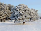 Drzewa, Śnieg, Zima