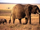 słonie, słoniątko, trąba, kły, ogon