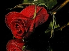 Kwiat, Czerwona, Róża, Rosa
