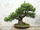 Drzewko, Bonsai