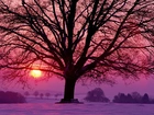Drzewo, Śnieg, Zachód, Słońca