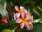 Różowo, Żółta, Plumeria