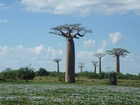 Baobab, Łąka