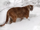 Puma, Zaspy, Śnieżne