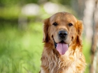 Pies, Golden, Retriever