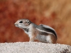 Chipmunk, Wiewiórka, Ziemna