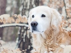 Golden, Retriever