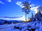 Drzewo, Góry, Śnieg