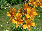 Kwiaty, Pomarańczowa, Alstroemeria