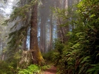 Las, Ścieżka, Zieleń