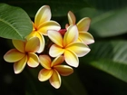 Kwiaty, Żółta, Plumeria