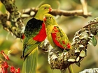 Dwie, Kolorowe, Papugi