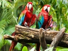 Papugi, Ary, Konar