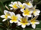 Kwiaty, Biało, Żółta, Plumeria