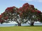 Łąka, Ławeczka, Kwitnące, Drzewo, Pohutukawa