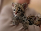 Malutki, Ocelot