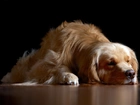 Pies, Golden, Retriever