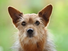 Piesek, Norwich terrier