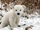 Biały, Niedźwiedź, Śnieg