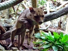 Fossa, Zoo