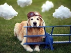 Pies, Pilot, Chmurki, Golden Retriever