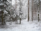 Zimowy, Las, Śnieg
