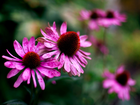 Kwiat, Echinacea