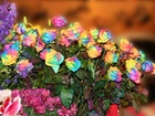 Kwiaty, Bukiet, Kolorowych, Róż