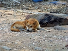 Piesek, Jindo, Kamyczki