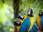 Kolorowe, Papugi, Ary