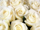 Kwiaty, Białe, Róże