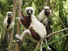 Lemury, Na, Drzewie