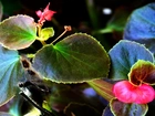 Begonia