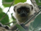 Lemur, Listki